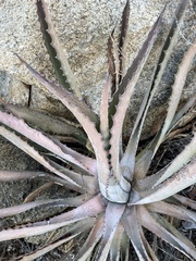 Agave capensis