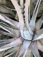 Agave capensis