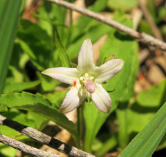 Campanula scouleri
