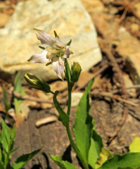 Campanula scouleri