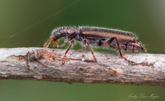 Lemidia