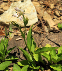 Campanula scouleri