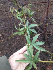 Cissus palmata