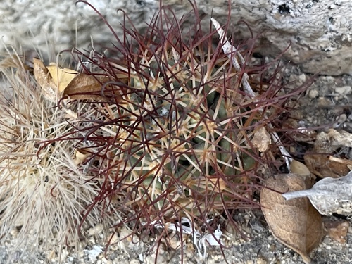 Schummann's Nipple Cactus