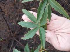 Cissus palmata