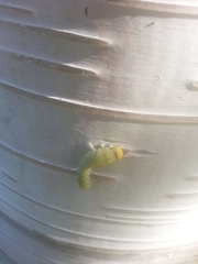 Cimbicidae