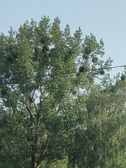 Viscum album