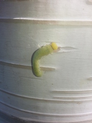 Cimbicidae