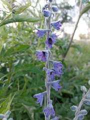 Delphinium elatum