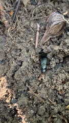 Platydracus fulvipes