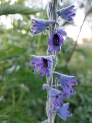 Delphinium elatum