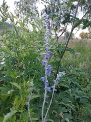 Delphinium elatum