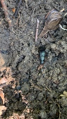 Platydracus fulvipes