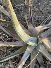Agave aurea capensis
