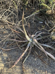 Agave aurea capensis