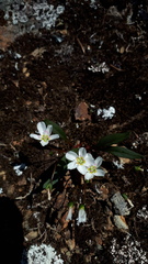 Claytonia multiscapa pacifica
