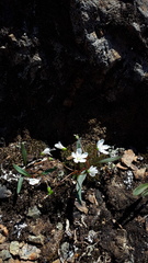 Claytonia multiscapa pacifica