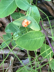Lonicera caprifolium
