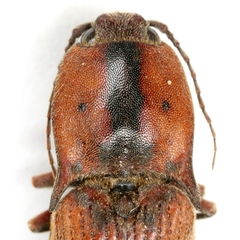 Conoderus xysticus