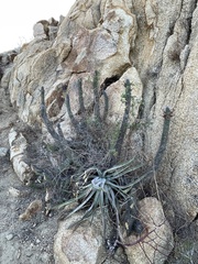 Agave aurea capensis