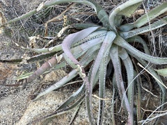 Agave aurea capensis