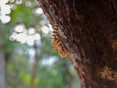 Strongylosomus dichrous