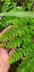 Pteris carsei