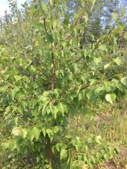 Betula neoalaskana