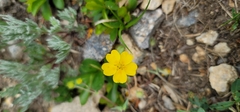 Potentilla concinna
