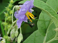 Pseudaugochlora graminea