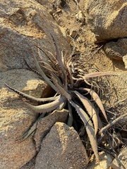 Agave aurea capensis