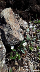Claytonia multiscapa pacifica