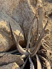 Agave aurea capensis