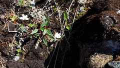 Claytonia multiscapa pacifica