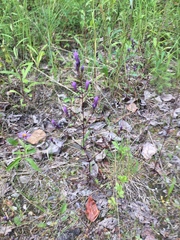 Gentianella propinqua propinqua