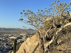 Ficus petiolaris palmeri