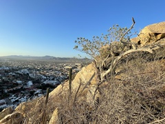 Ficus petiolaris palmeri