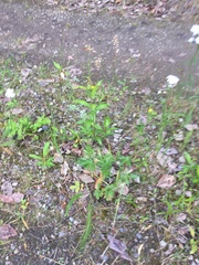 Potentilla litoralis