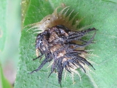 Thlaspida biramosa