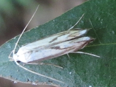 Polyhymno pontifera