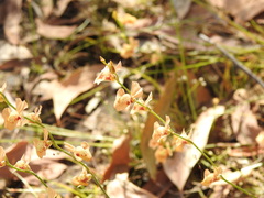 Utricularia fulva