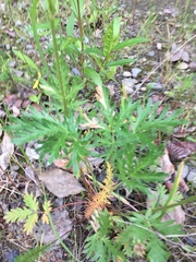 Potentilla litoralis