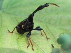 Paracycnotrachelus chinensis