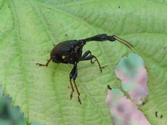 Paracycnotrachelus chinensis