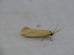 Corynotricha antipodella