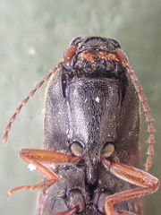 Agriotes ferrugineipennis