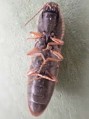 Agriotes ferrugineipennis