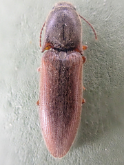 Agriotes ferrugineipennis