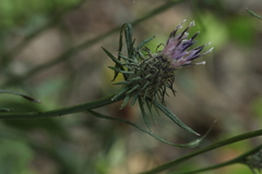 Saussurea subtriangulata