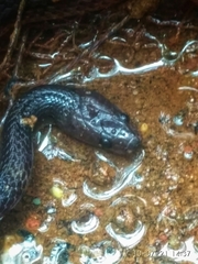 Lycodon travancoricus